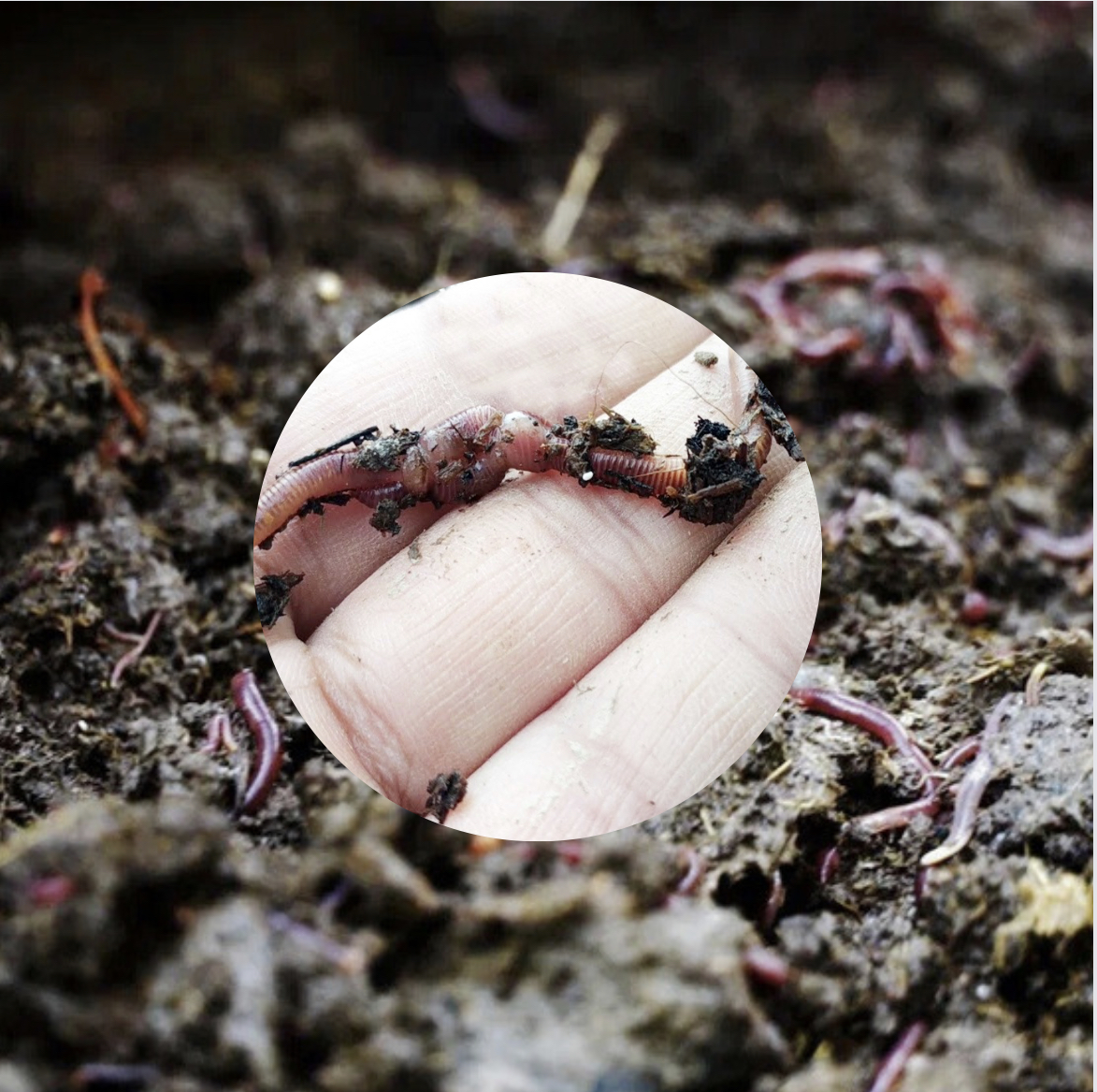 Өңір диқандарының өнімі