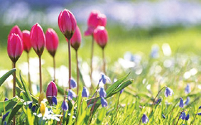 Көкек айы неге «Сәуір» аталды?