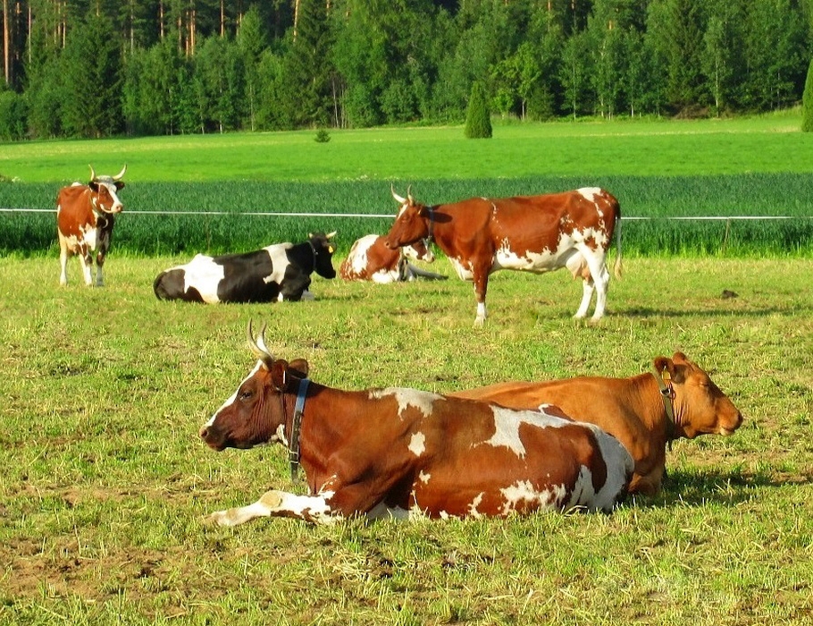 Мақсат - мүйізді ірі қараны асылдандыру