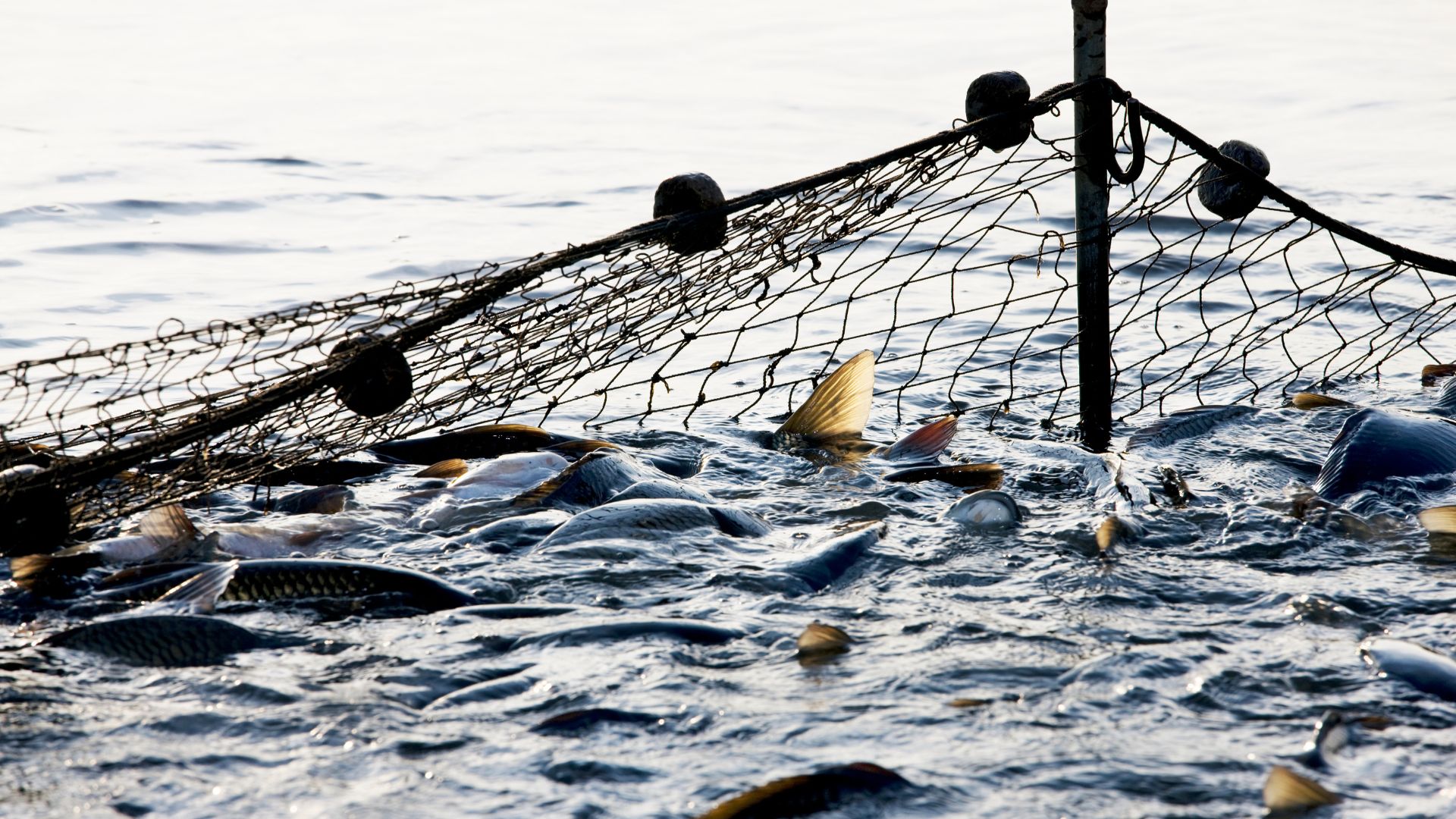 Жамбыл облысында браконьерлерге 145 мың теңге айыппұл салынды