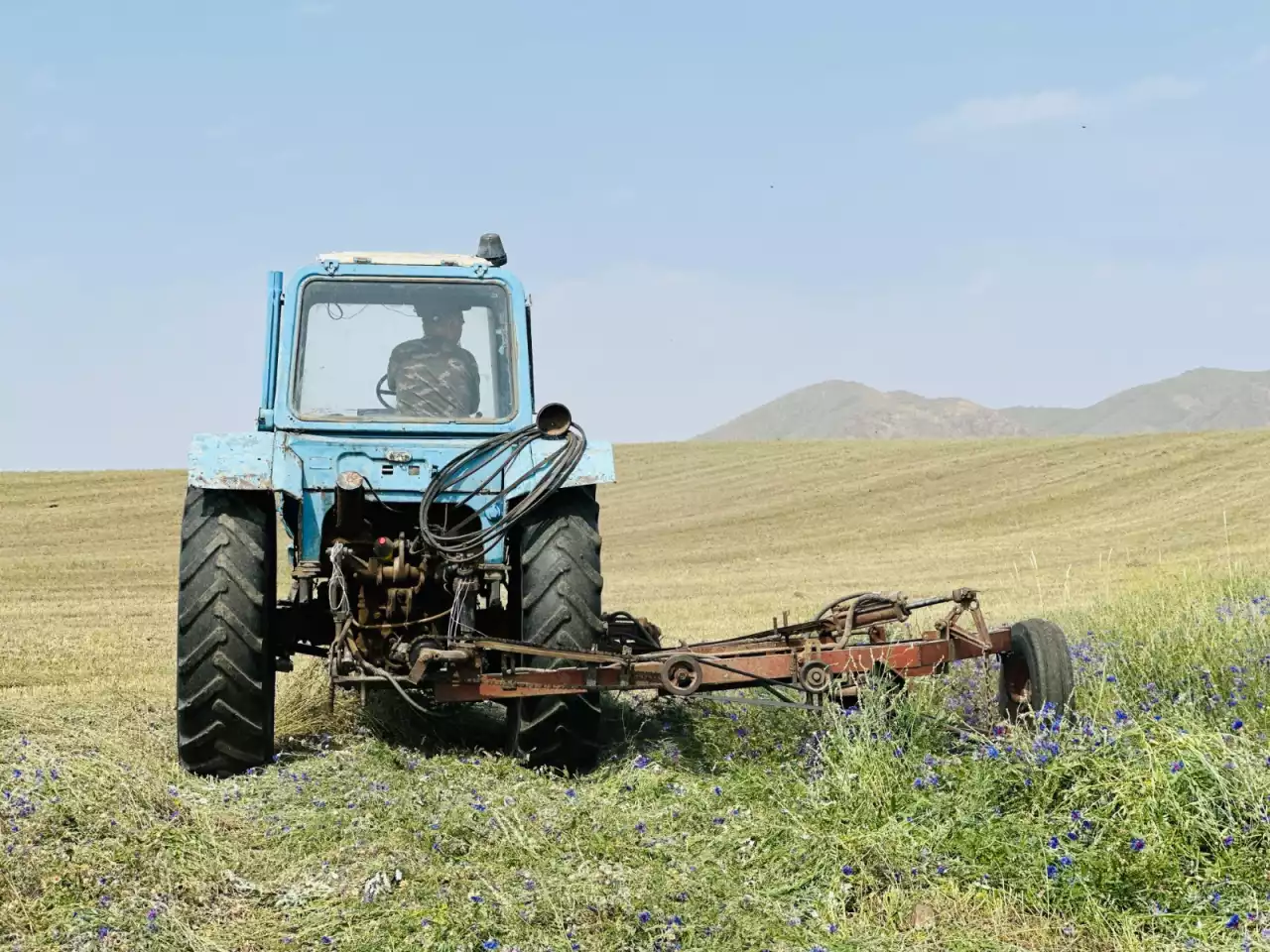 Тұқымды жиі ауыстырса, өнім молаяды