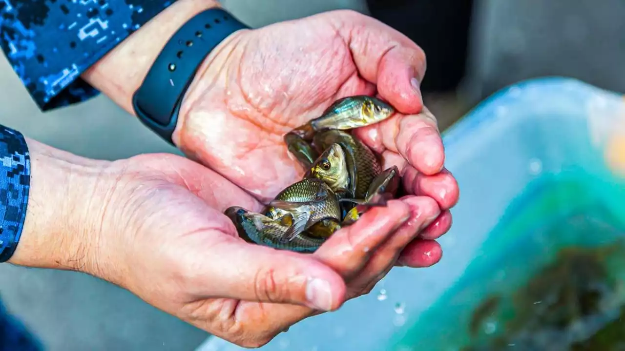 Бабын тапсаң балық та – байлық