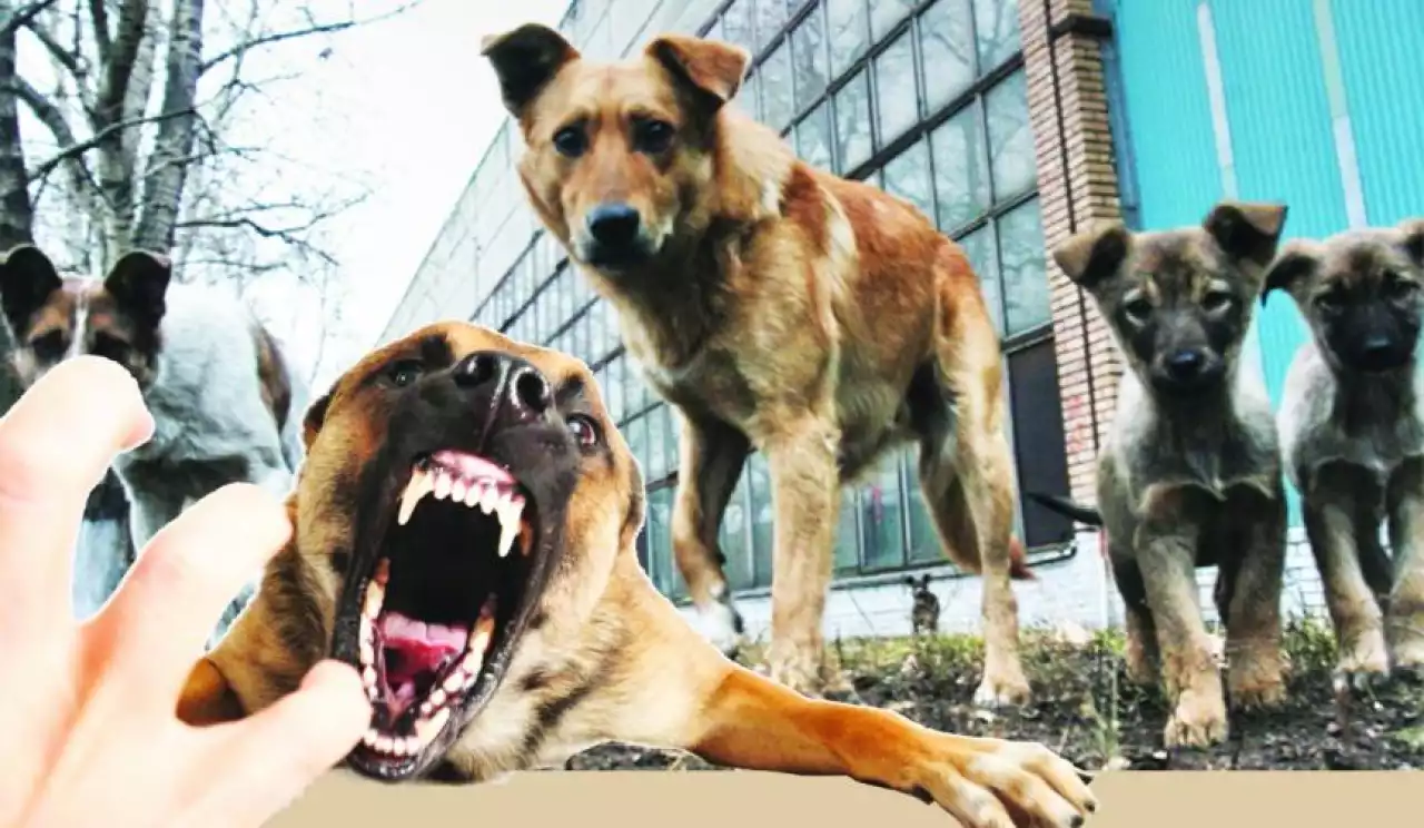 Қаңғыбас иттерге байланысты шағым айтушылар көбейді