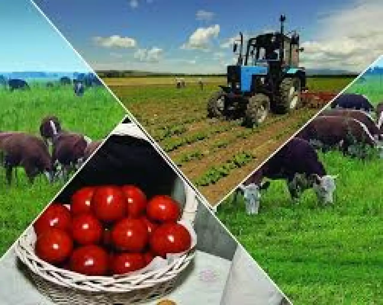 Табысы тасыған Талас