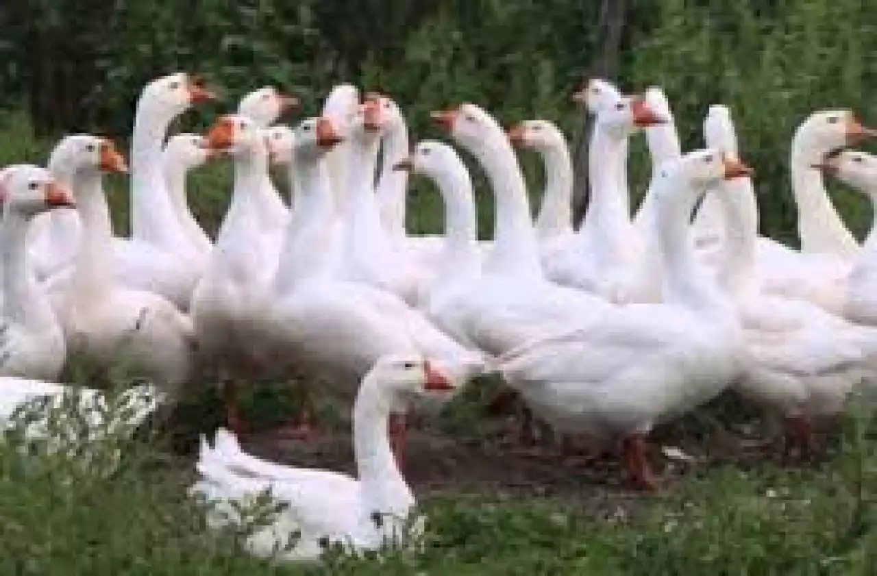 Қаз асырап, қазынаға кенелген