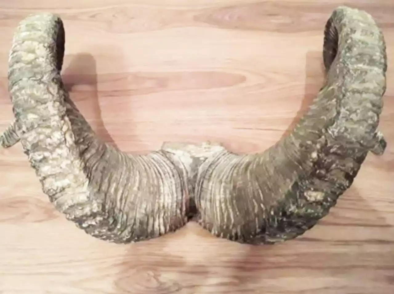 Арқадан әкелінген арқар мүйізі