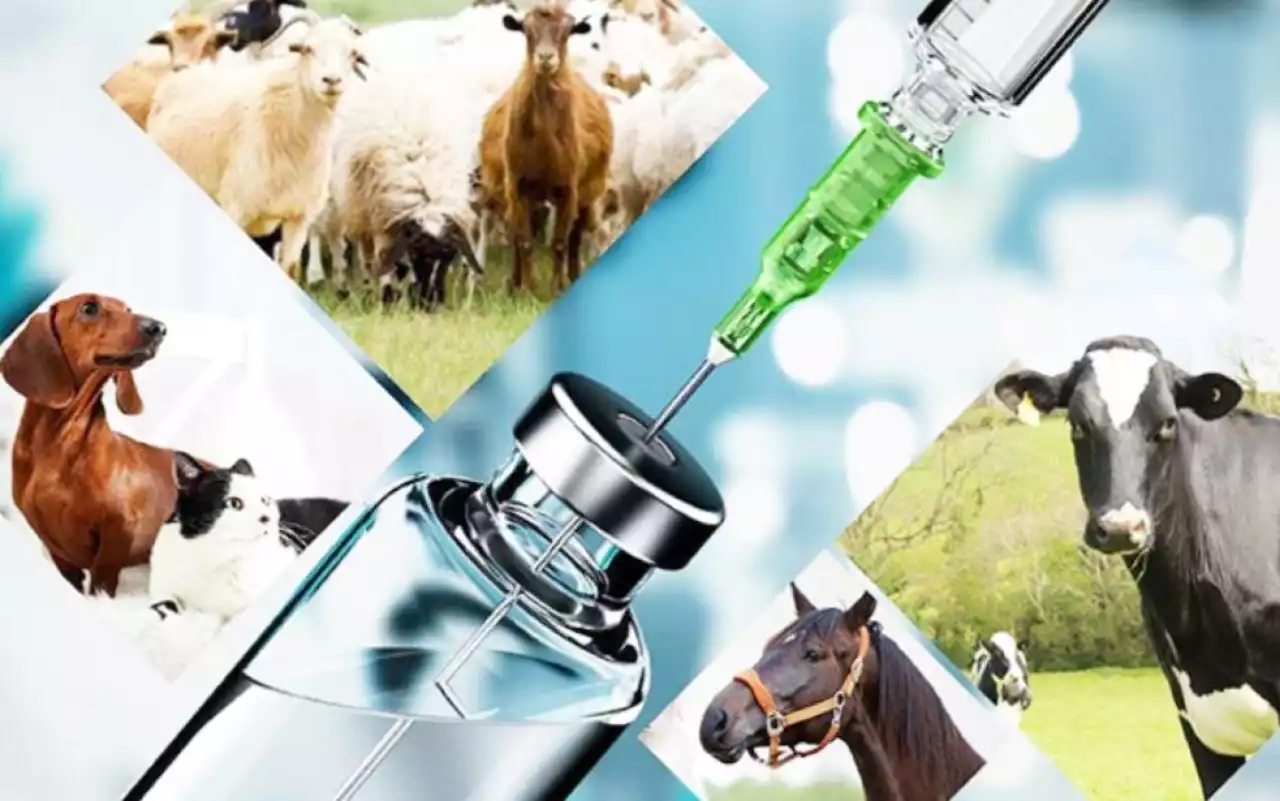 Мал дәрігерінің жағдайы мәз емес