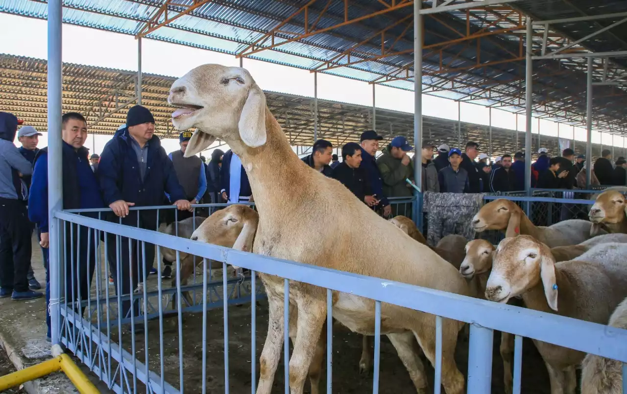 Қой бақсаң, «Байсары» тұқымын бақ