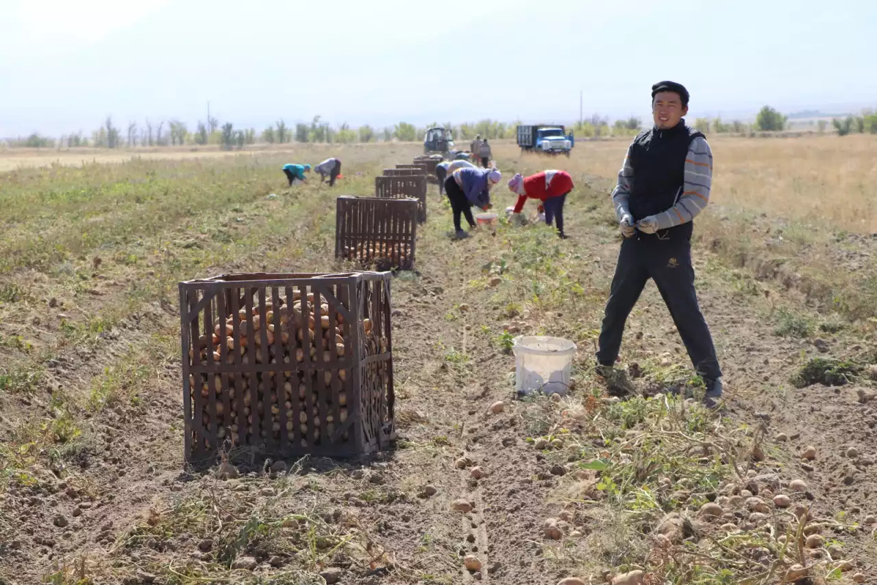Картоп теруден алдарына жан салмайды
