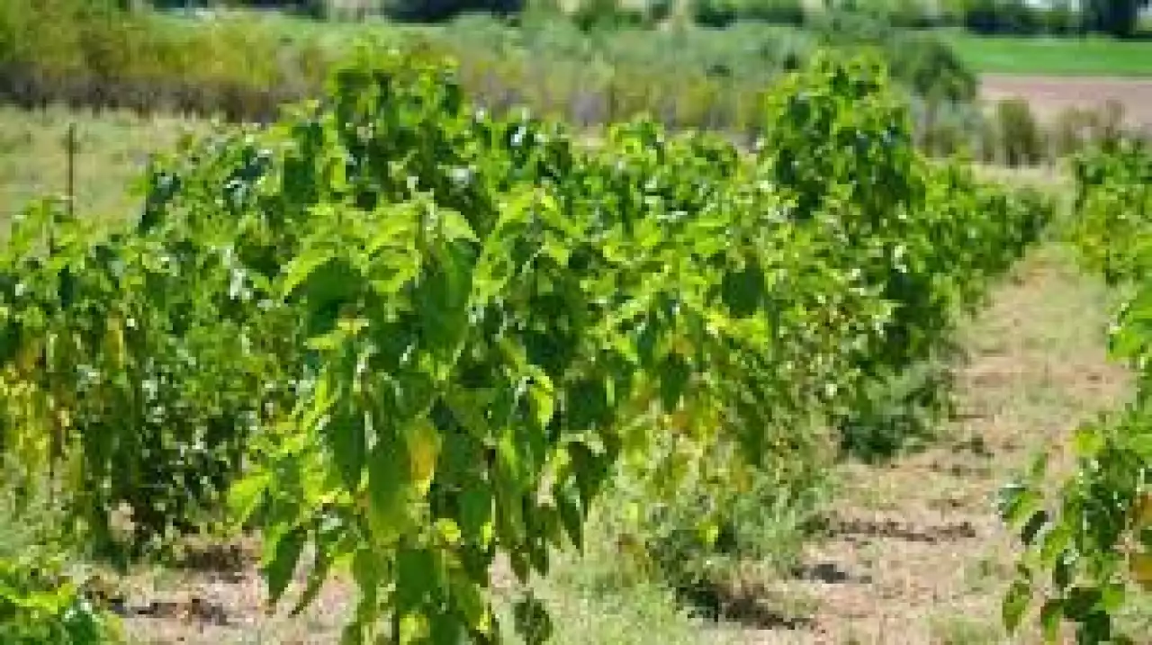 Жібек құртын өсіру ісіне қолдау қажет