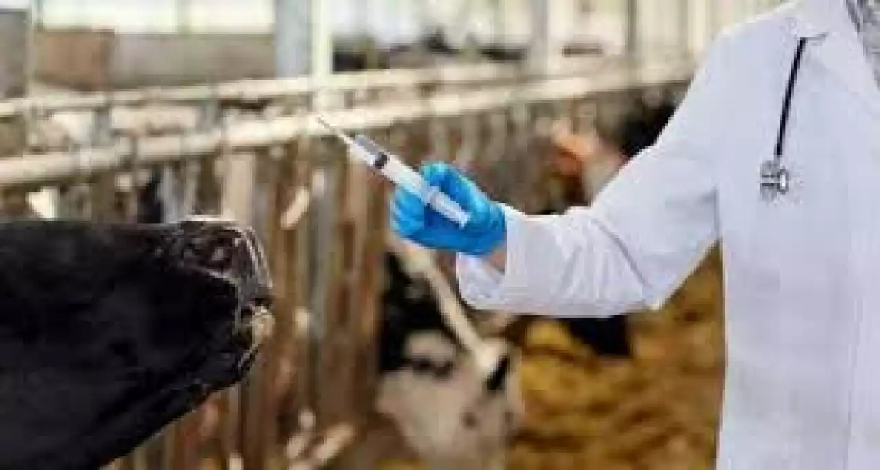 Жануарлардың аса қауіпті ауруларына қарсы жүргізілетін ветеринариялық-профилактикалық іс-шаралар