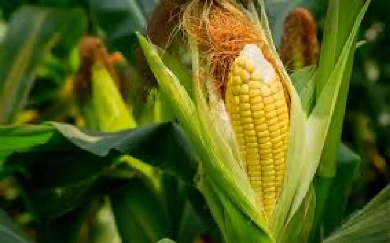 Жүгеріні терең өңдейтін зауыт құрылысының 80 пайызы аяқталды