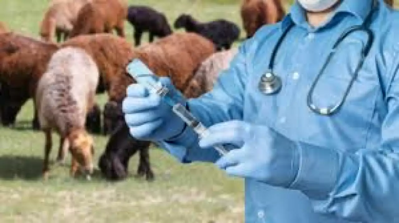 Мал дәрігерінің жалақысы соңғы екі жылда 40-60 пайызға өсті