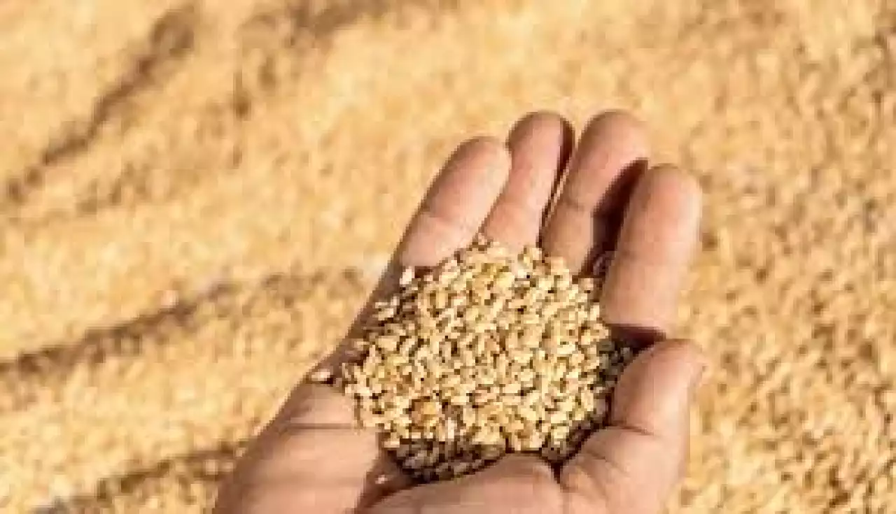 Дәнді дақылдарды терең қайта өңдеу саласына серпін береді