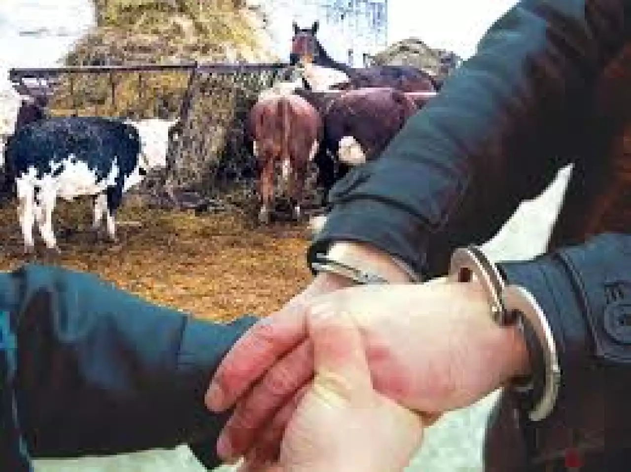 Мал ұрлығымен айналысқан қылмыстық топтың жолы кесілді