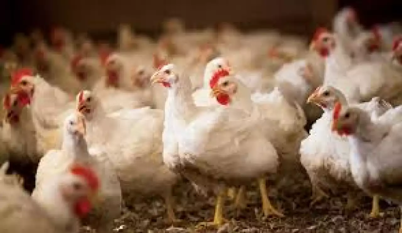 Құс шаруашылығы қарқынды дамып келе жатыр