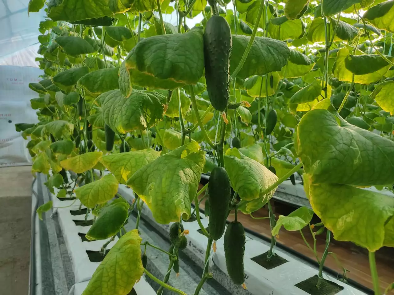 Ата-анасы бастаған кәсіпті баласы жалғастыруда