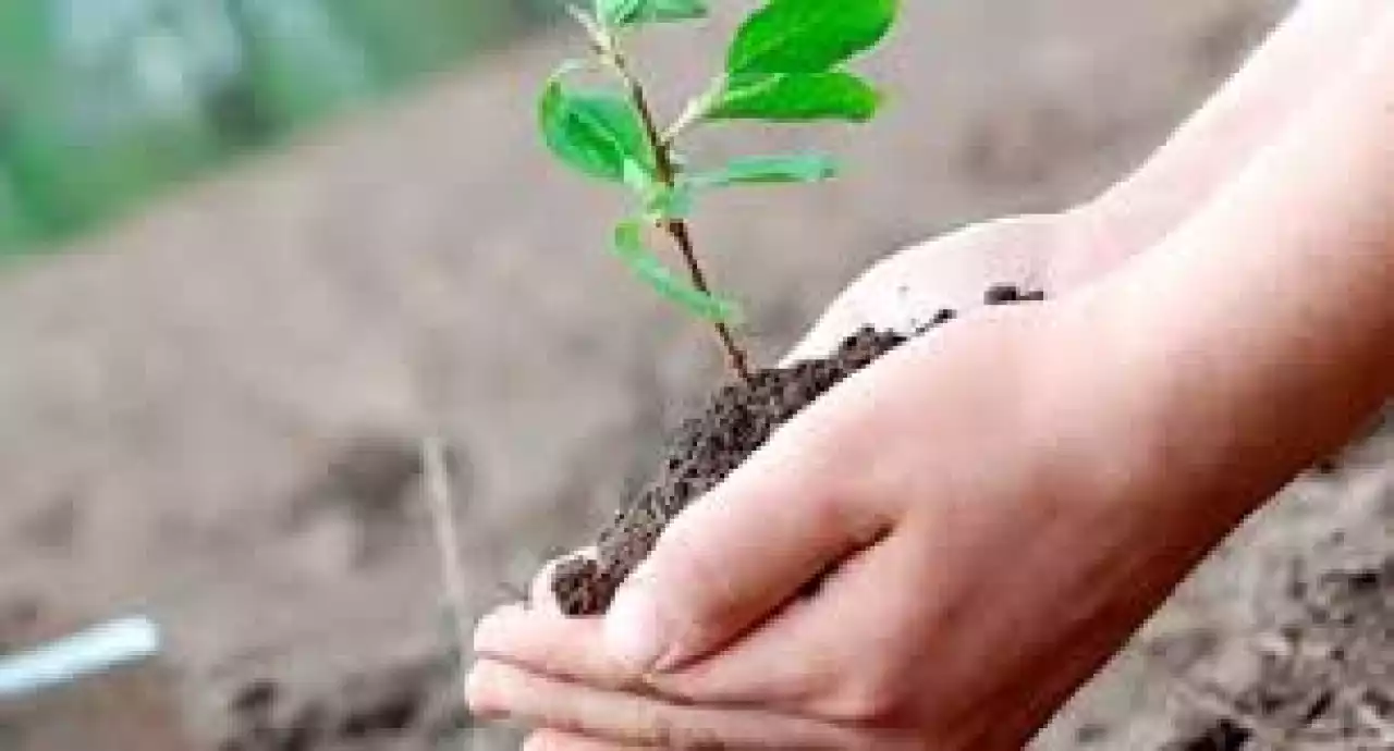 Жасыл желекке бөлінген қаржы далаға кетті ме?