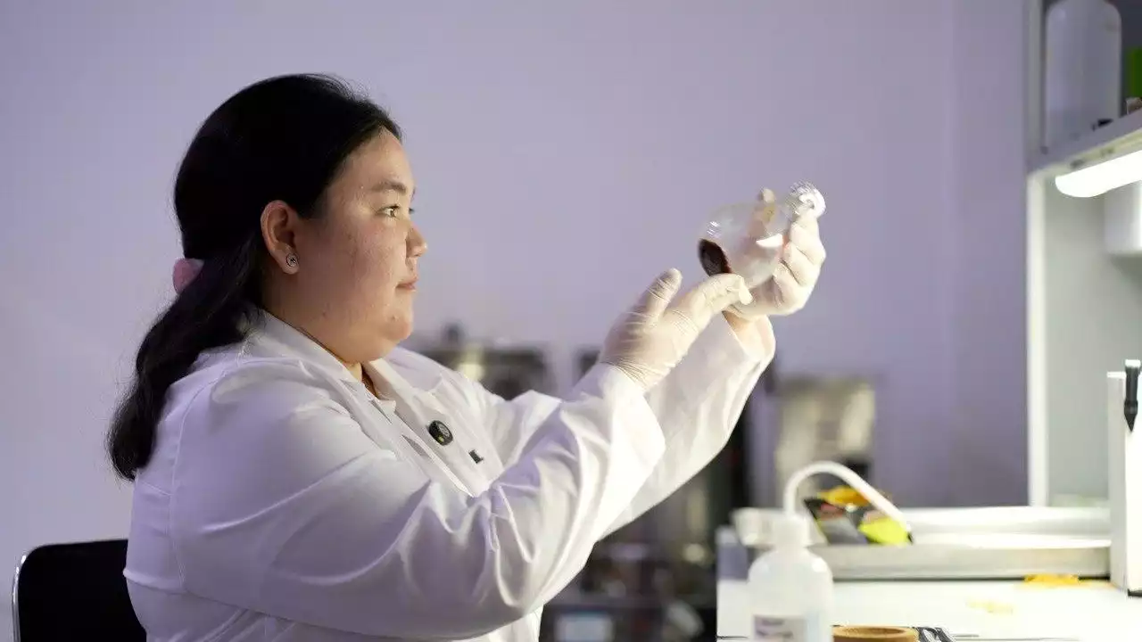 Қазақстандық жас ғалым цикорийдің диабетке қарсы қасиетін дәлелдеді