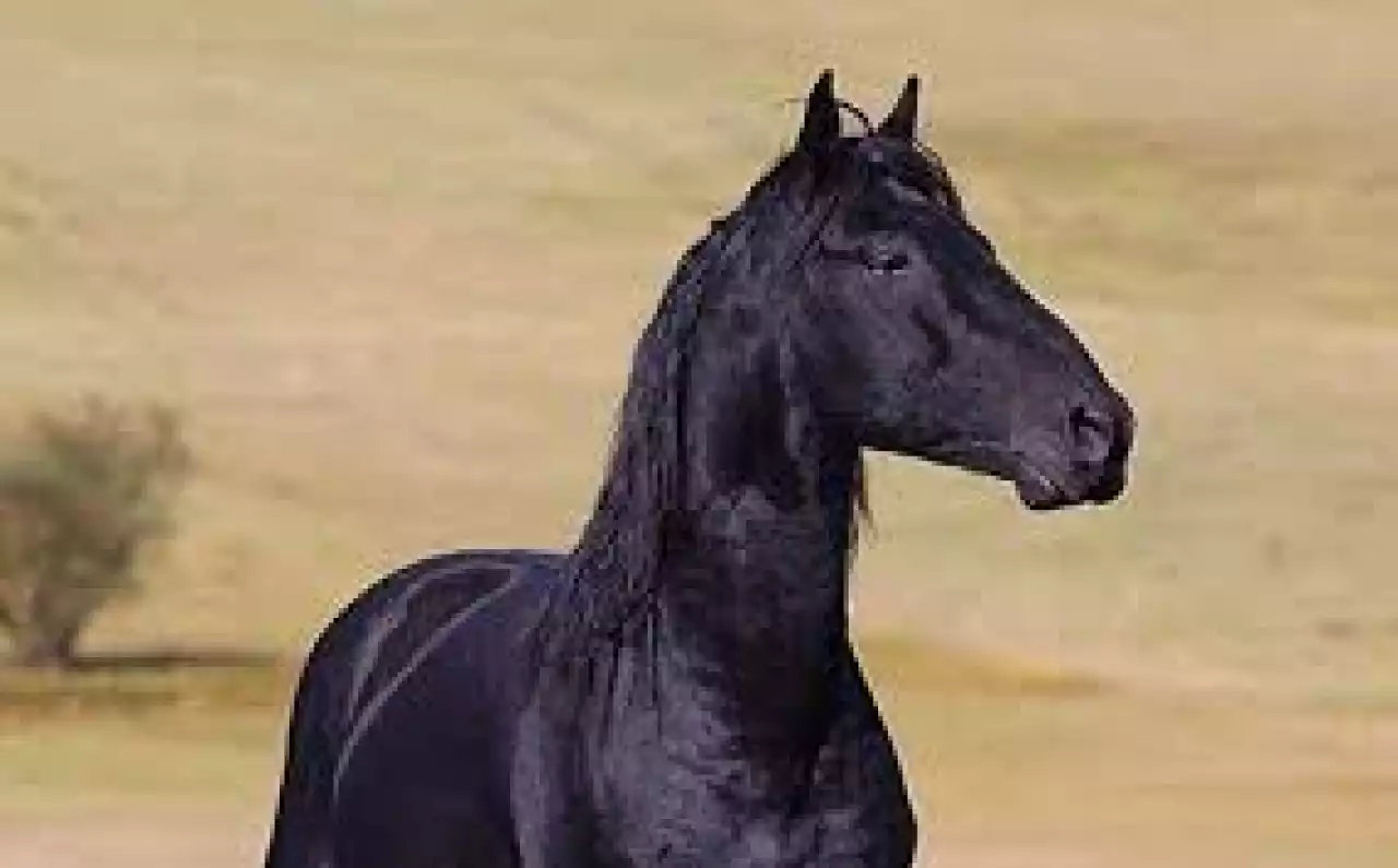 Жыл иесі –Жылқы: Қасиет пен киенің символы