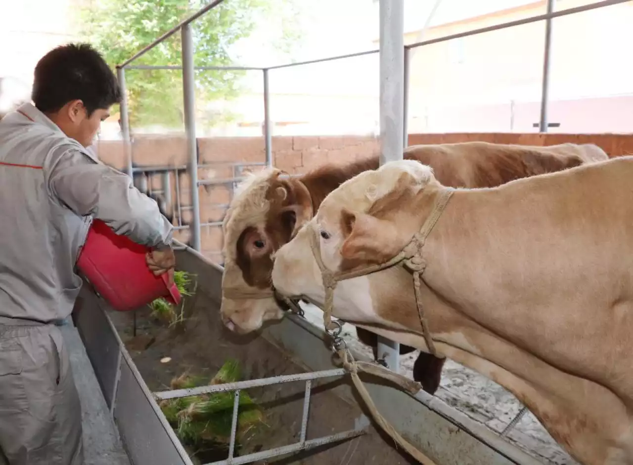 Мал шаруашылығын дамытуға 6 пайызбен 50 млрд теңге несие беріледі