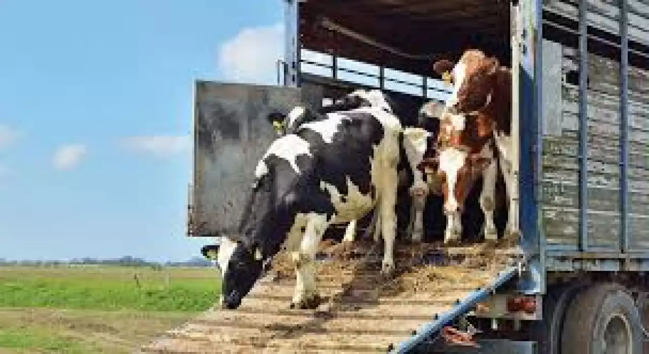 Ветеринариялық қауіпсіздік тұрақты сақталуда