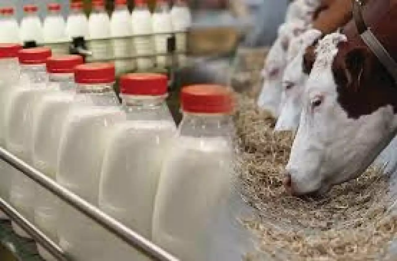 Ет те көп, сүт те көп