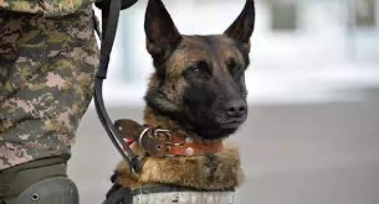 Қызметтік иттер қылмысты қалай анықтайды?