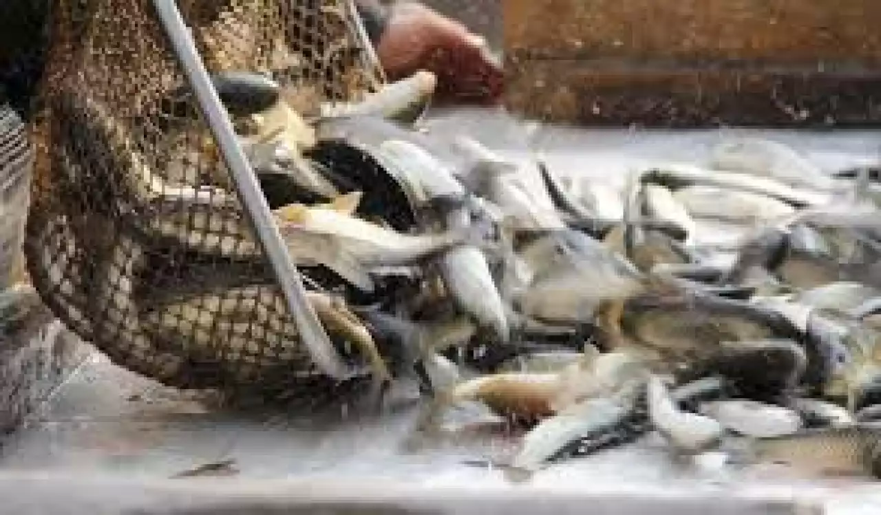 Балықты бассейнге жібере салумен іс бітпейді