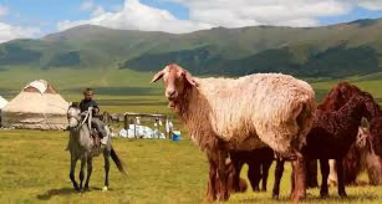 Үкімет малшыларға қандай жағдай жасамақ?