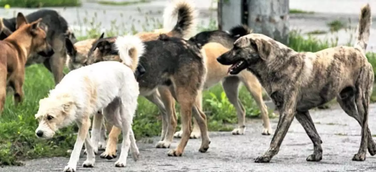 Қаңғыбас иттерді атуға болмайды... Неге?