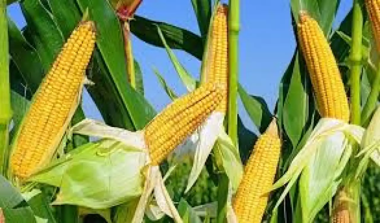 Жүгері дақылына сұраныс жоғары