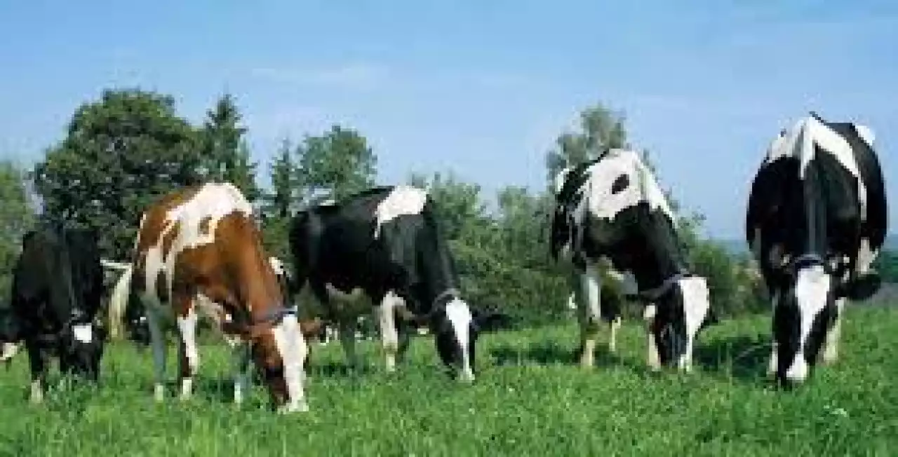 Мал басы көбейе түскен