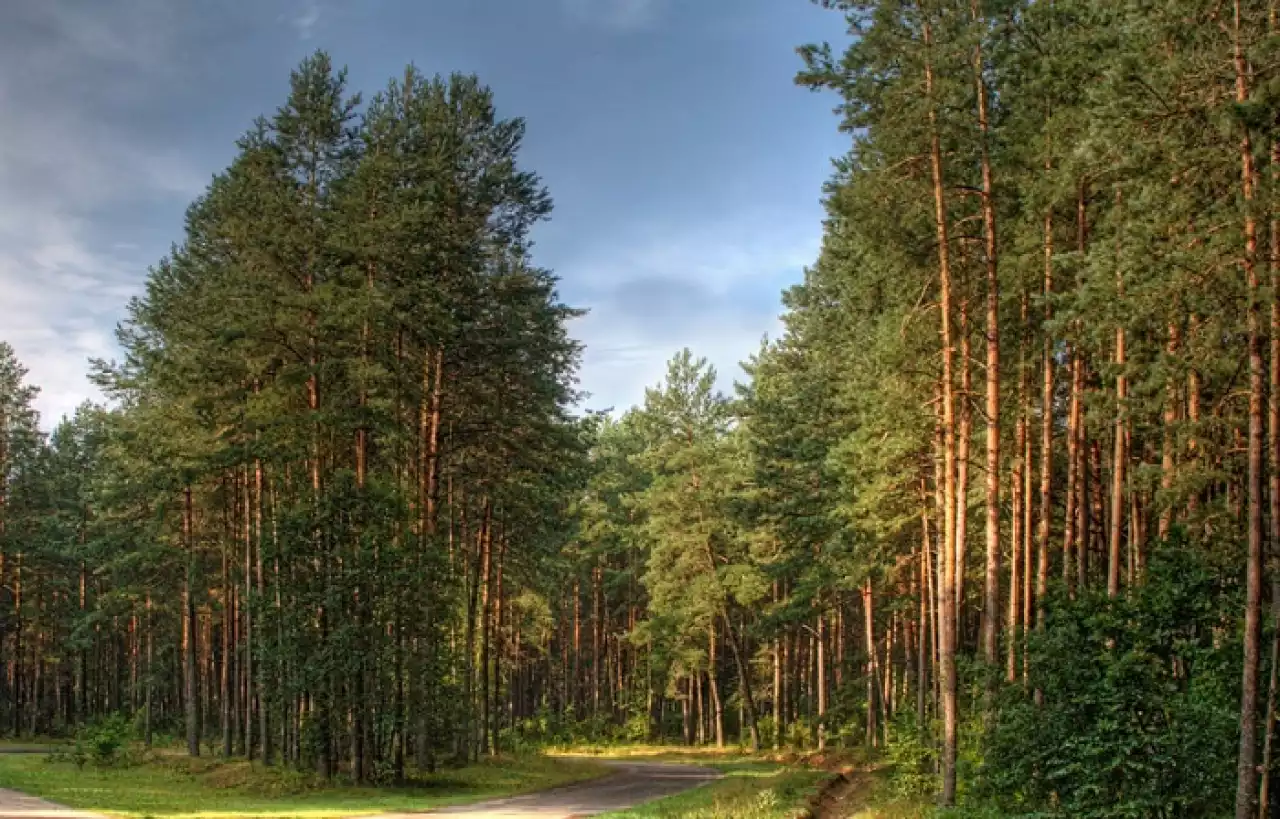 Орманды қорғау – ортақ міндет