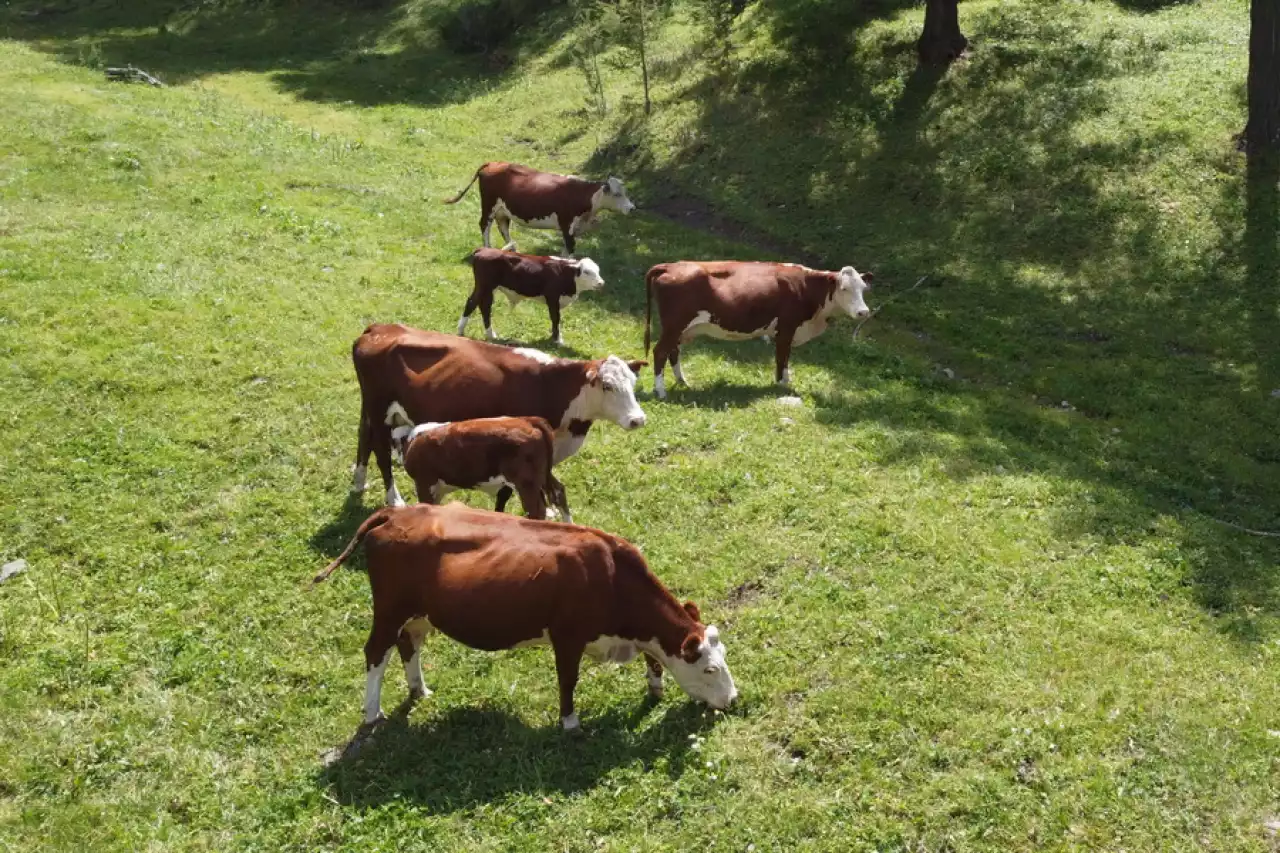 Сиыр соямын деп ауру жұқтырып алған