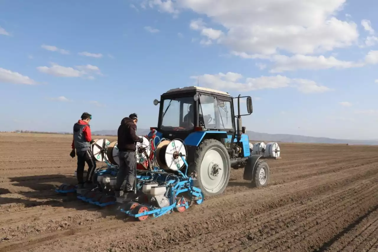 Жамбыл облысында биыл 623,3 мың гектарға ауыл шаруашылығы дақылдары егіледі