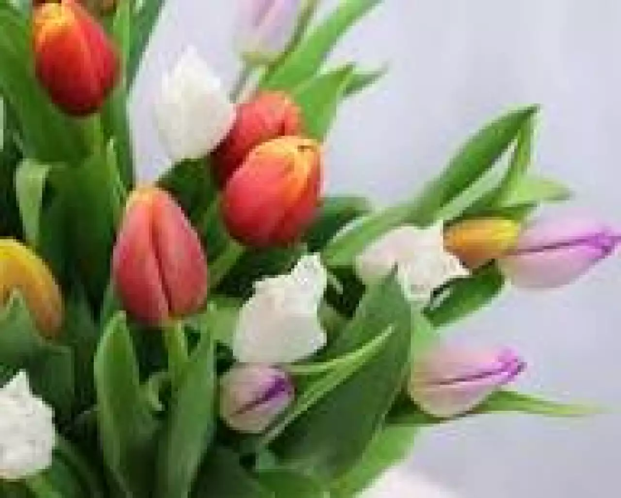 Ардақты арулар, қыз-келіншектер! Әйел – нәзіктіктен жаралған. Әйел – адам атаулының анасы, сұлулықтың ең үлкен төресі!