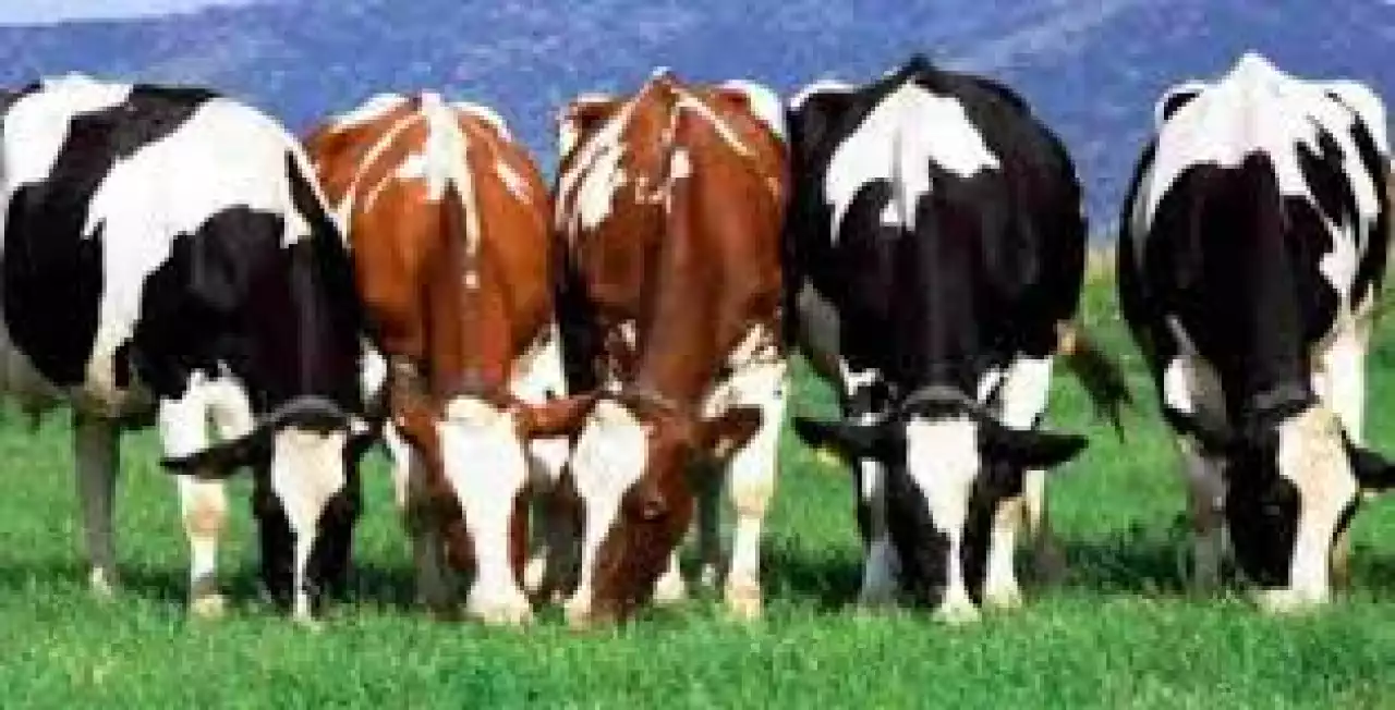 Облыста мал саны 3,7 миллионға жетті