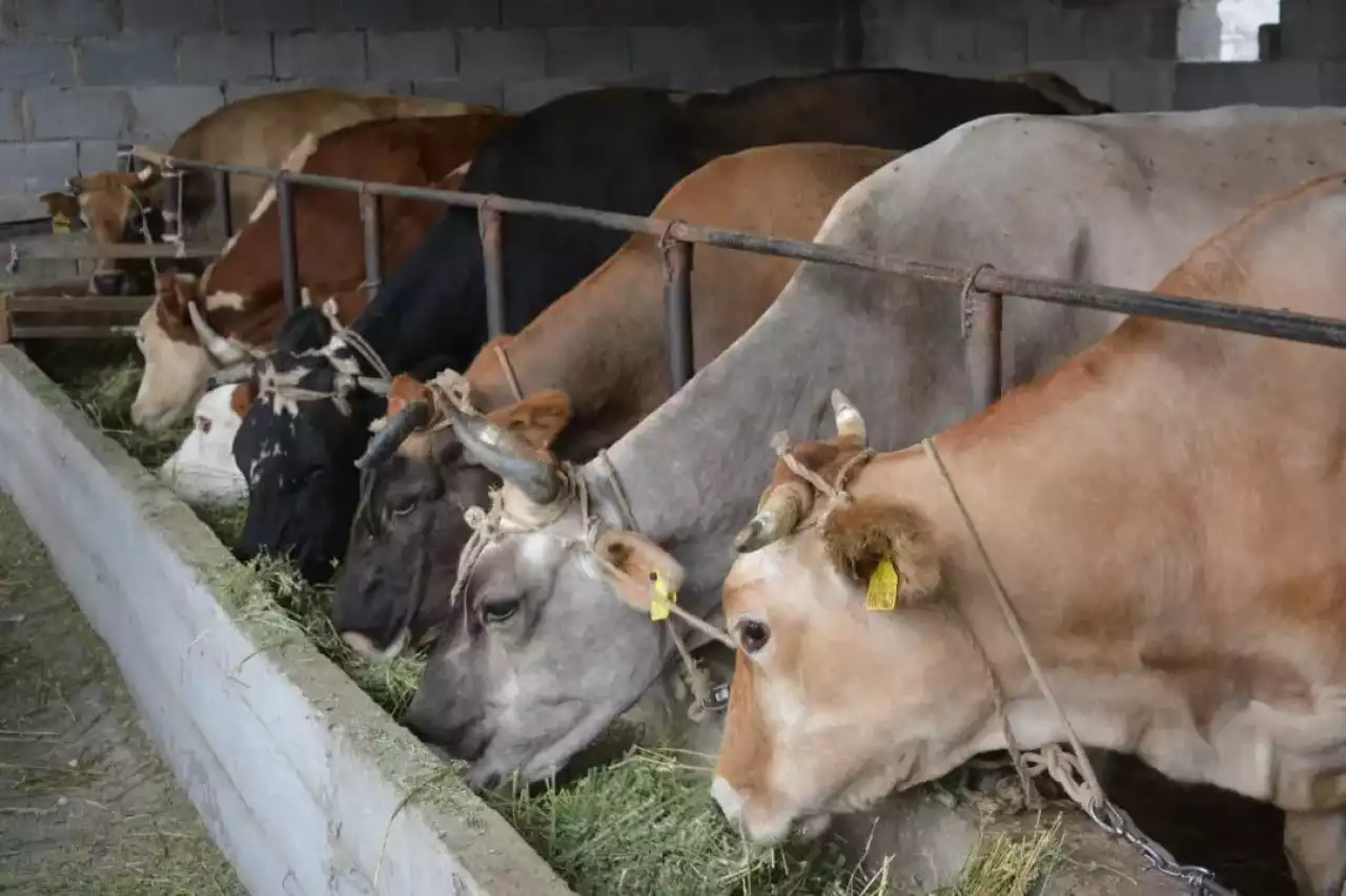 Жамбыл облысында мал саны 3,7 миллион басқа жетті