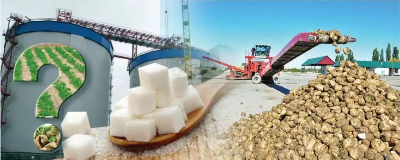 Тараз қант зауыты биыл қызылша өңдей ме?