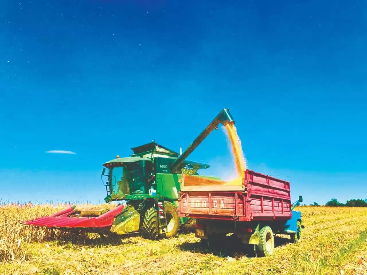 Жұрттың бәрі жүгері егуге жүгіруі мүмкін