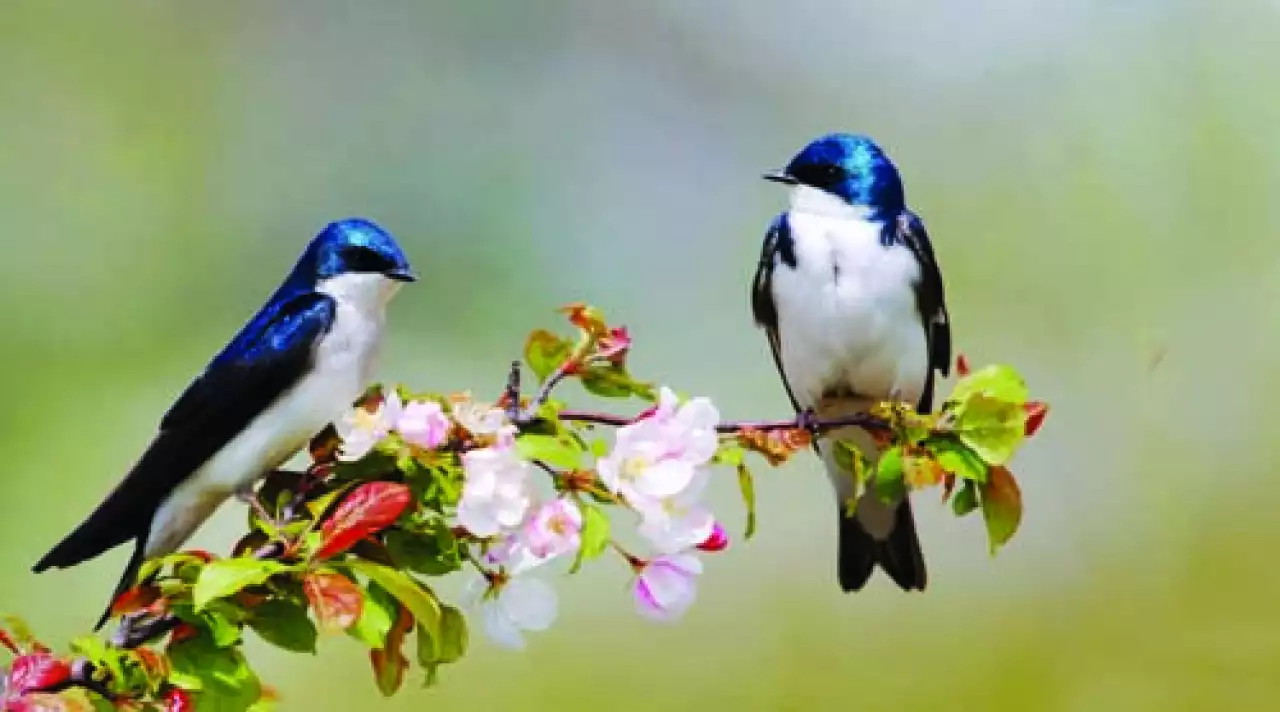 Қарлығашым, келдің бе?