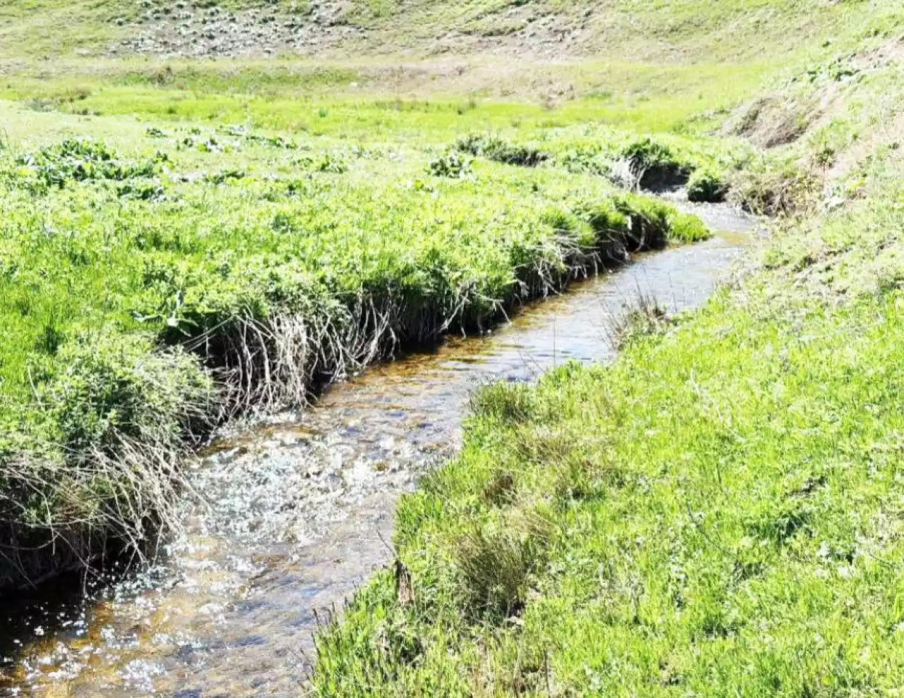 Бұлақ көзі ашылып, ағаштар отырғызылды