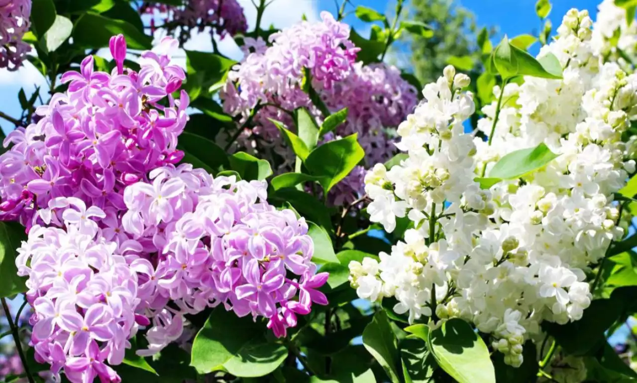 Мамыргүл жұлғандар да енді айыппұл төлеуі мүмкін