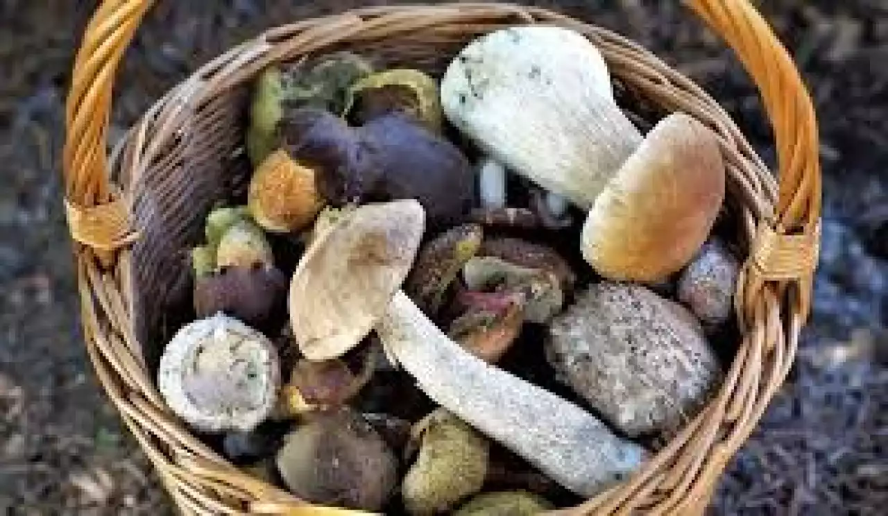 Саңырауқұлақ теру үшін де рұқсат керек