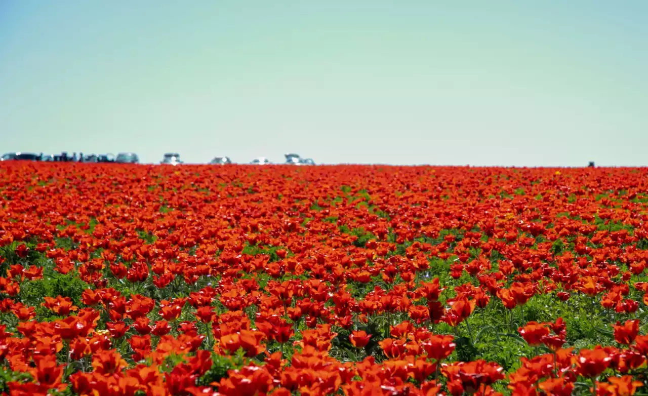 Жамбылда «Қызғалдақ мұра» халықаралық фестивалі өтті