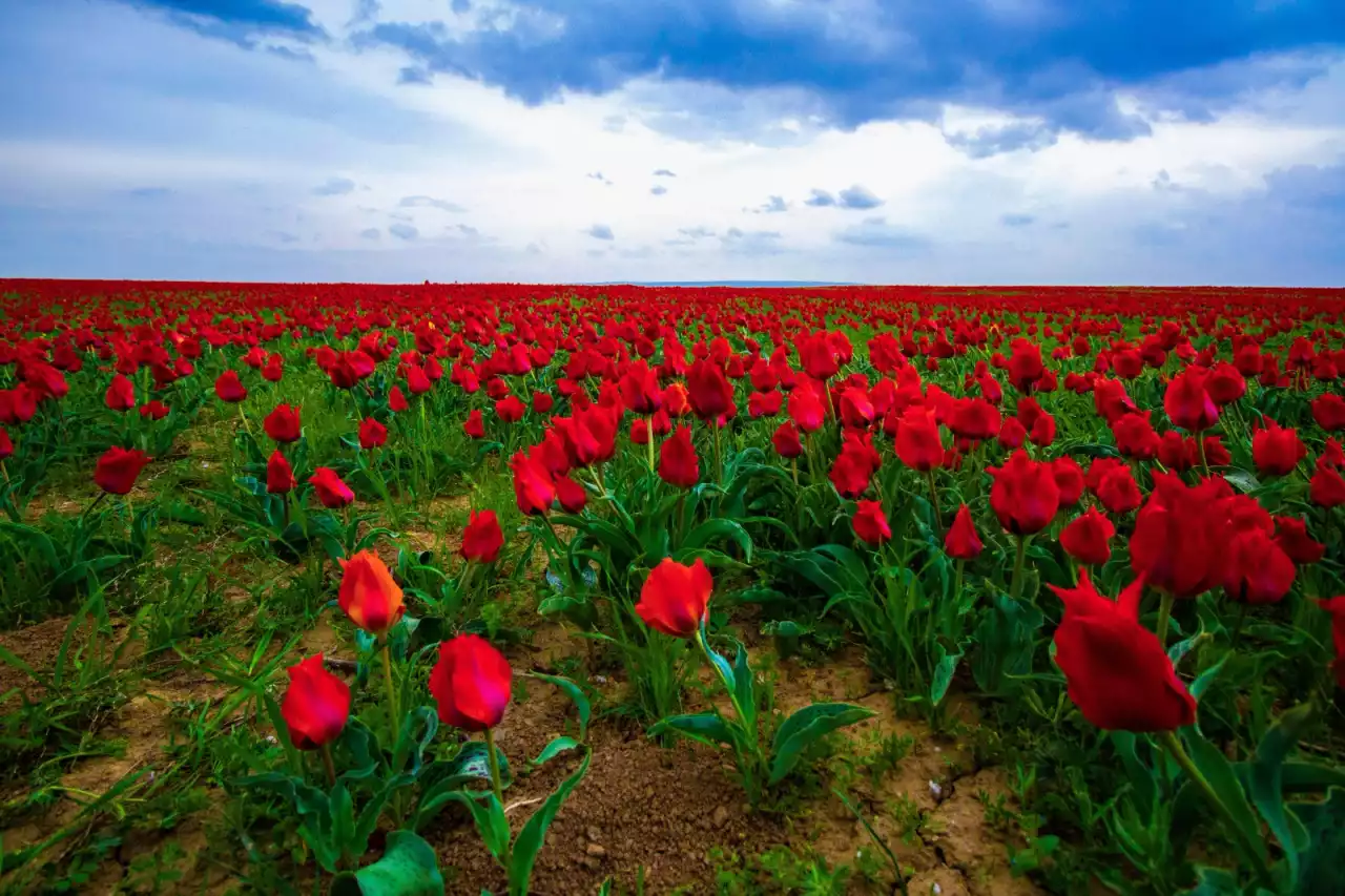 Қаратауда қауыз жарған, Мәңгілікке аңыз болған – қызғалдақ