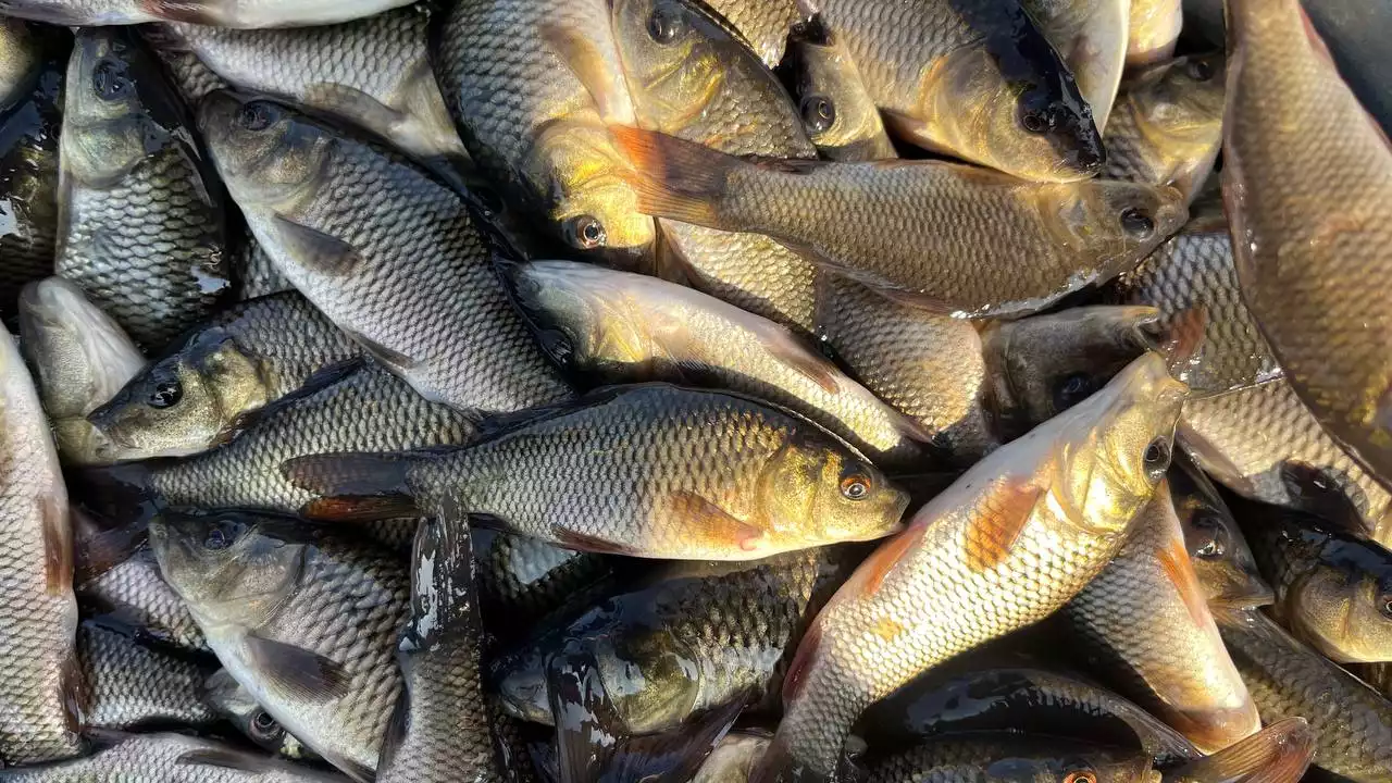 Өсіре білсек балық та, пайда әкелер халыққа...